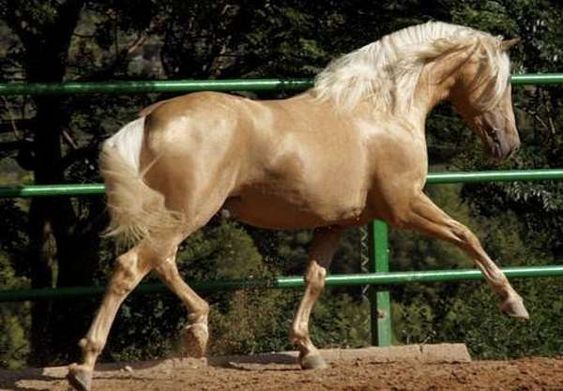 Palomino Horses